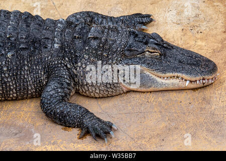 American alligator / gator / common alligator (Alligator mississippiensis) endemic to the Southeastern United States Stock Photo