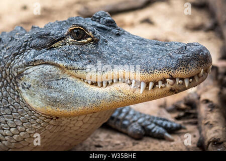 American alligator / gator / common alligator (Alligator mississippiensis) close-up of closed snout showing teeth Stock Photo