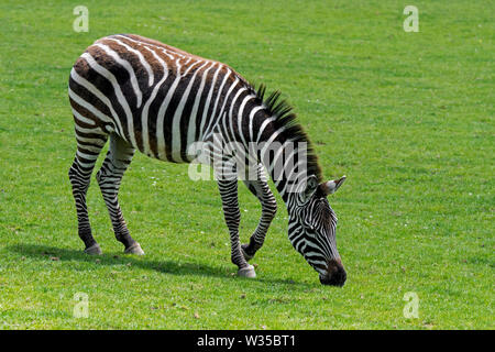 Grant's zebra (Equus quagga boehmi / Equus quagga zambeziensis) grazing grass Stock Photo