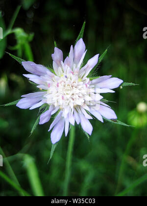 Knautia integrifolia Dipsacaceae family macro flower backgrounds wallpaper fine art prints. Stock Photo