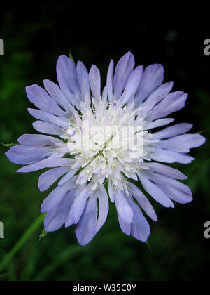 Knautia integrifolia Dipsacaceae family macro flower backgrounds wallpaper fine art prints. Stock Photo