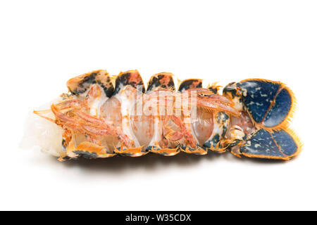 A single, raw lobster tail from a lobster, Homarus gammarus, that was caught in a lobster pot in the English Channel. It will be grilled and will form Stock Photo