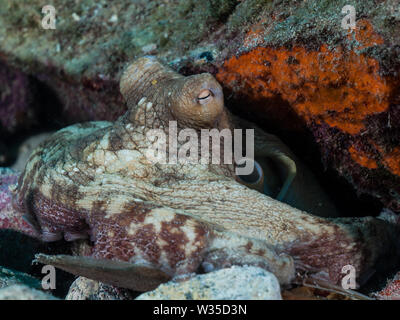 Common Octopus Octopus Vulgaris Hunting On Coral Reef Stock Photo - Alamy