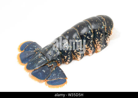 A single, raw lobster tail from a lobster, Homarus gammarus, that was caught in a lobster pot in the English Channel. It will be grilled and will form Stock Photo