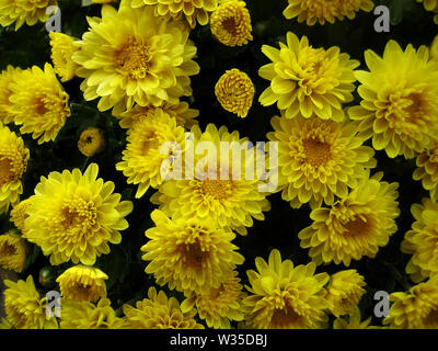Chrysanthemum flower macro background wallpaper colorful fine art prints. Stock Photo