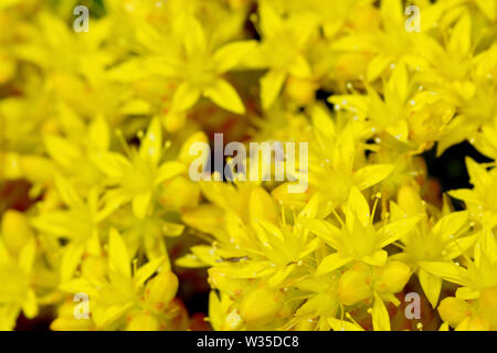 Biting Stonecrop or Wallpepper (sedum acre), close up of a mat of the yellow flowers. Stock Photo