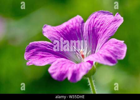 Wood Crane's-bill (geranium sylvaticum), close up of a single flower with low depth of field. Stock Photo