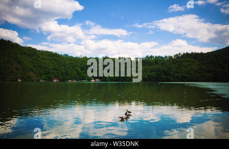 Wildlife on lake, three beautiful wild ducks resting on water, summer season. Stock Photo