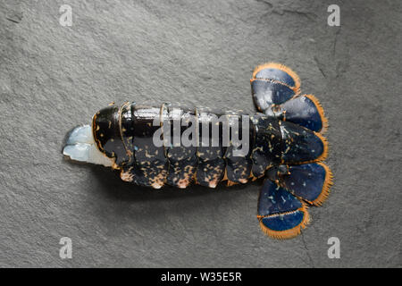 A single, raw lobster tail from a lobster, Homarus gammarus, that was caught in a lobster pot in the English Channel. It will be grilled and will form Stock Photo