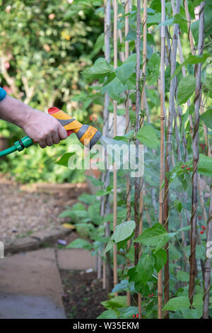 Watering runner beans with a hosepipe in a vegetable garden Stock Photo