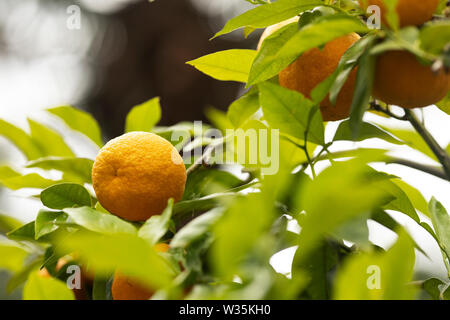 Bitter orange, also known as Seville orange, sour orange, bigarade orange, or marmalade orange (Citrus × aurantium) growing on a tree branch. Stock Photo