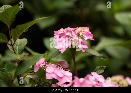 A pink hydrangea (Hydrangea macrophylla) in the variety Endless Summer Twist n Shout. Stock Photo
