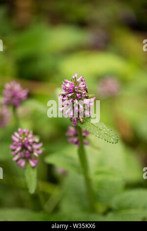 Stachys monieri, or alpine betony, from the family Lamiaceae, blooming in the summer. This variety is called Hummelo. Stock Photo