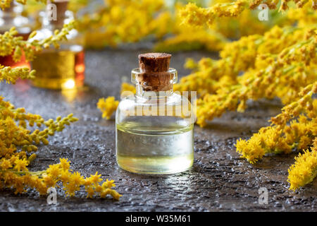 A bottle of Canadian goldenrod essential oil with blooming Solidago canadensis plant in the background Stock Photo