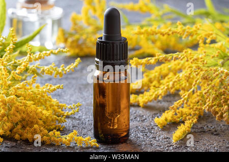 A dropper bottle of Canadian goldenrod essential oil with blooming Solidago canadensis plant Stock Photo