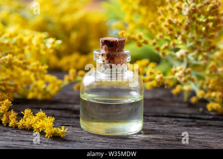 A bottle of Canadian goldenrod essential oil with fresh Solidago canadensis flowers Stock Photo