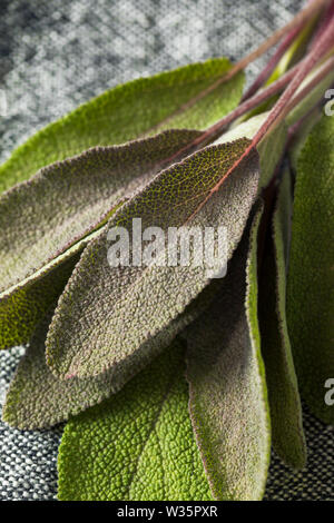 Raw Organic Purple Sage in a Bunch Stock Photo
