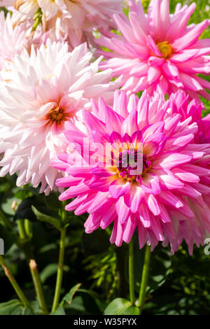 Three Dahlia 'Maxi' pink flowers which gradually fade to white as they age, in a UK garden. Stock Photo