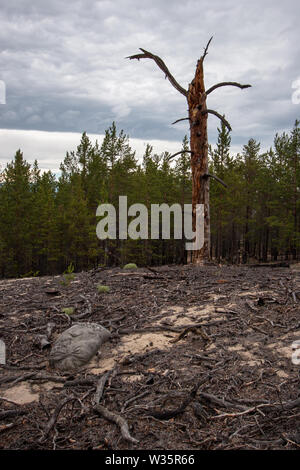 Old dry tree on the background of green coniferous forest. Lying around a lot of roots and branches around. The sky with clouds. Stock Photo