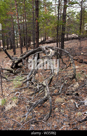 Fancy curved tree roots. Snag in the forest. Trunks of coniferous trees around. Needles and cones on the ground. Stock Photo