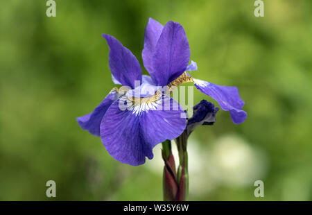 Closeup of beautiful purple Siberian Iris in garden,Quebec,Canada.Scientific name of this perennial plant is Iris sibirica. Stock Photo