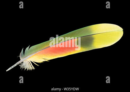 Bird feather color close-up isolated on a black background, floating, light, and airy. Stock Photo