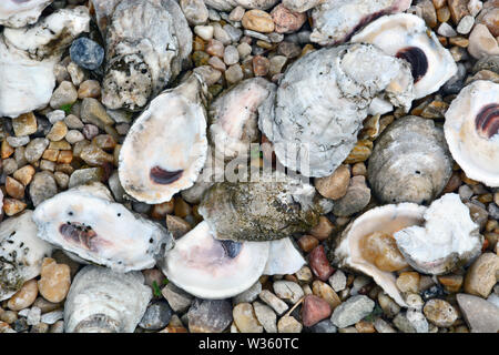 Close up of oyster shells on the walking path at the Newbold White house in Hertford North Carolina. Stock Photo