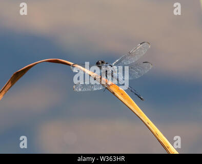 A slaty skimmer dragonfly perched on a wide brown leaf in bright sunlight. Stock Photo