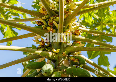 Papaya tree with flowers and young fruit. Bali, Indonesia. Stock Photo