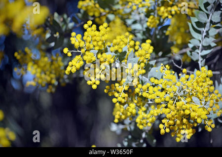 Yellow flowers and grey leaves of the Queensland Silver Wattle, Acacia podalyriifolia, family Fabaceae.Regarded as a weed in mainland Australian state Stock Photo