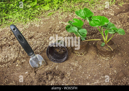 Strawberry  Seedlings With Gardening Tools on Soil. Gardening and Agriculture Stock Photo