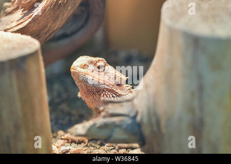 Pogona vitticeps,  Pogona barbata. Proud Bearded Agama looks out from under the shelter in a terrarium, close-up of the neck and head of a lizard. Stock Photo