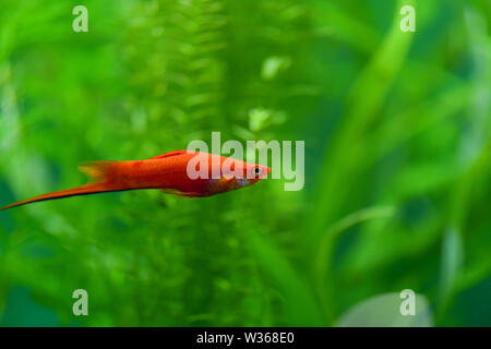 One small swordsman fish swims in an aquarium with live green plants. Horizontal photography Stock Photo