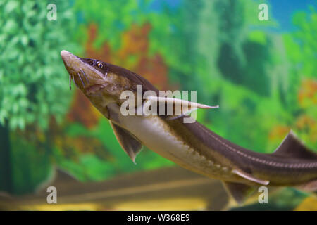 Big sturgeon fish swims in a transparent aquarium. Horizontal photography Stock Photo