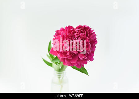 Red peony flower in a glass vase on a white isolated background. Fresh flowers . Selective focus. Horizontal frame.