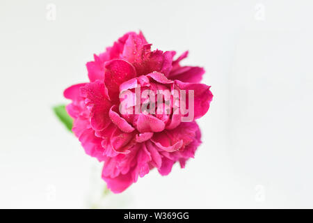 Red peony flower in a glass vase on a white isolated background. Fresh flowers . Selective focus. Horizontal frame. Stock Photo