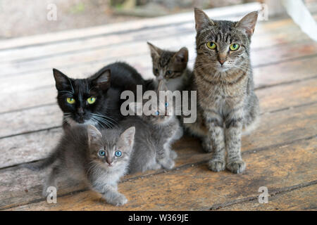 Cat family. Two adult cats and three kittens sit on wooden boards. Stock Photo