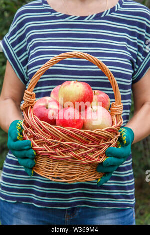 Woman is holding wooden wicker basket with red ripe apples in her hands dressed in garden gloves. Stock Photo