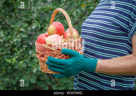 Woman in striped blouse is holding wooden wicker basket with red ripe apples in her hands dressed in garden gloves. Side view. Stock Photo