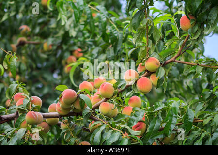 A lot of ripe peaches hanging on the tree in the orchard. Healthy and natural food. Shallow depth of field. Stock Photo