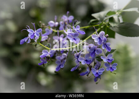 Blue Butterfly Bush flower or Blue Glorybower, Blue Wings. Its Latin name is Clerodendrum Ugandense Syn Rotheca Myricoides , native to Uganda and Zimb Stock Photo