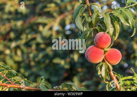 Ripe peaches hanging on the tree in the orchard. Healthy and natural food. Shallow depth of field. Focus on the peaches. Stock Photo