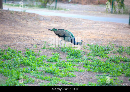 Bright peacock bird closeup, beautiful peacock with colorful plumage in the park eating insects - Image Stock Photo