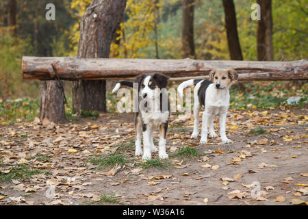 Homeless little dogs looking at something on the road in the forest in autumn. Stock Photo