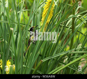 Australian Bird White-eyed Honeyeater Stock Photo