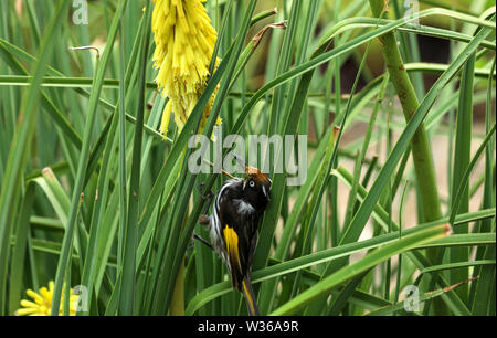 Australian Bird White-eyed Honeyeater Stock Photo