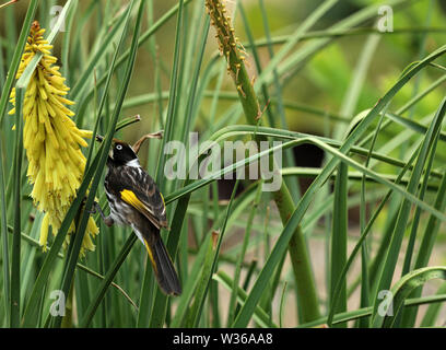 Australian Bird White-eyed Honeyeater Stock Photo