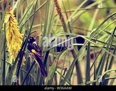 Australian Bird White-eyed Honeyeater Stock Photo