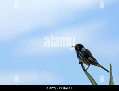 Australian Bird White-eyed Honeyeater Stock Photo