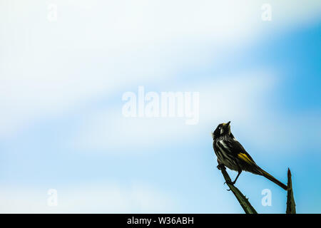 Australian Bird White-eyed Honeyeater Stock Photo